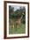 Giraffe Parent and Young-DLILLC-Framed Photographic Print