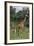 Giraffe Parent and Young-DLILLC-Framed Photographic Print