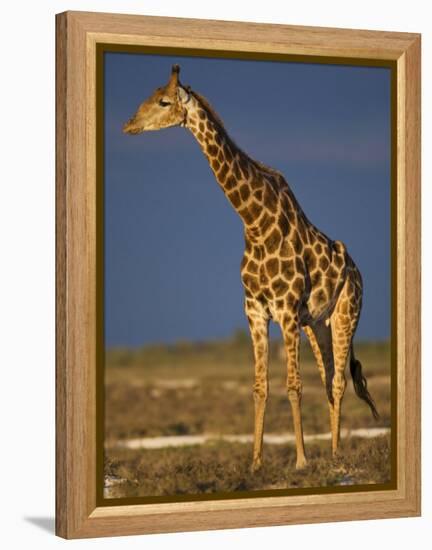 Giraffe Portrait at Sunset, Etosha Np, Nambia-Tony Heald-Framed Premier Image Canvas