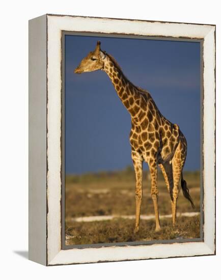 Giraffe Portrait at Sunset, Etosha Np, Nambia-Tony Heald-Framed Premier Image Canvas