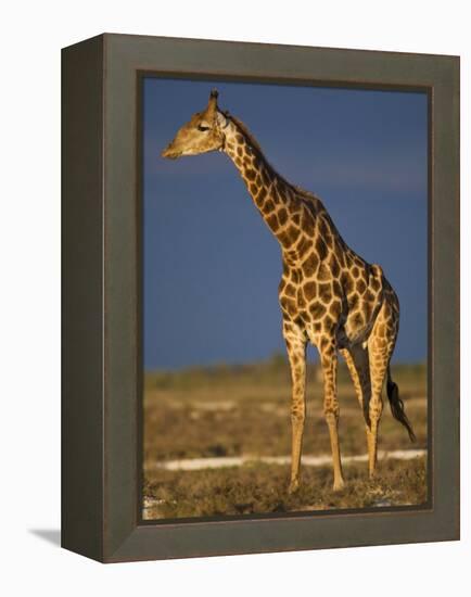 Giraffe Portrait at Sunset, Etosha Np, Nambia-Tony Heald-Framed Premier Image Canvas