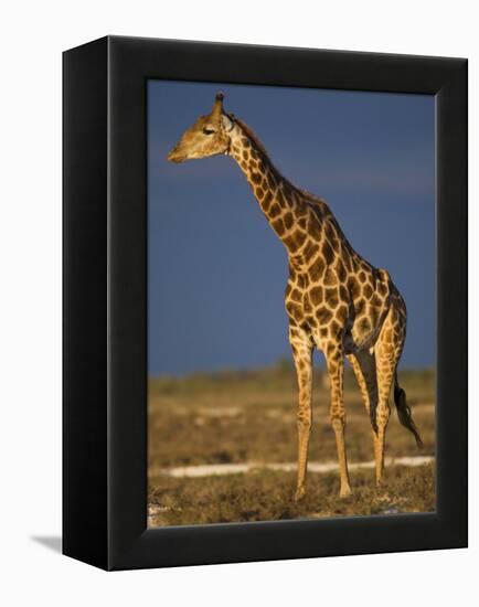 Giraffe Portrait at Sunset, Etosha Np, Nambia-Tony Heald-Framed Premier Image Canvas