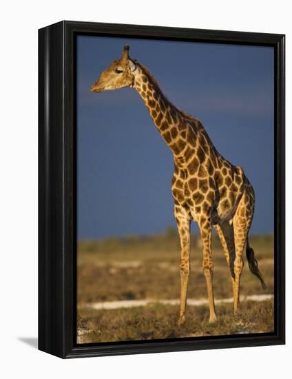 Giraffe Portrait at Sunset, Etosha Np, Nambia-Tony Heald-Framed Premier Image Canvas