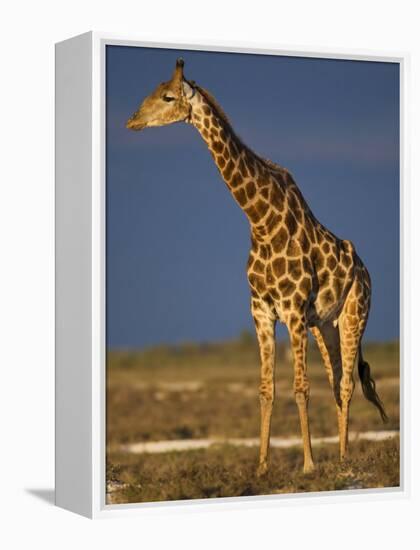 Giraffe Portrait at Sunset, Etosha Np, Nambia-Tony Heald-Framed Premier Image Canvas