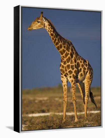 Giraffe Portrait at Sunset, Etosha Np, Nambia-Tony Heald-Framed Premier Image Canvas