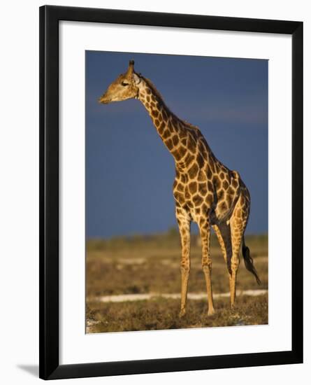 Giraffe Portrait at Sunset, Etosha Np, Nambia-Tony Heald-Framed Photographic Print