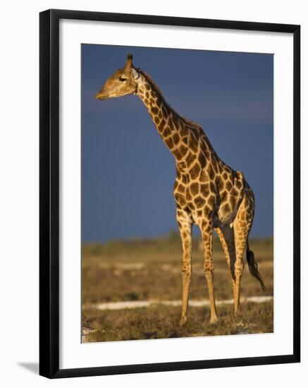 Giraffe Portrait at Sunset, Etosha Np, Nambia-Tony Heald-Framed Photographic Print