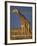 Giraffe Portrait at Sunset, Etosha Np, Nambia-Tony Heald-Framed Photographic Print