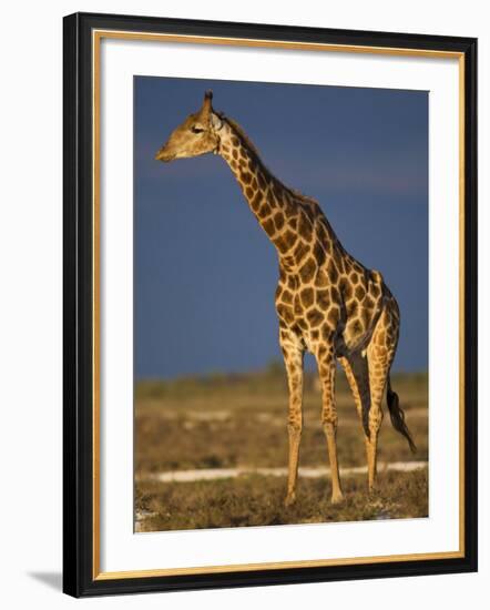 Giraffe Portrait at Sunset, Etosha Np, Nambia-Tony Heald-Framed Photographic Print