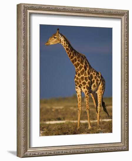 Giraffe Portrait at Sunset, Etosha Np, Nambia-Tony Heald-Framed Photographic Print