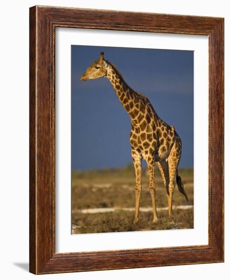 Giraffe Portrait at Sunset, Etosha Np, Nambia-Tony Heald-Framed Photographic Print