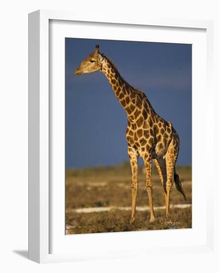 Giraffe Portrait at Sunset, Etosha Np, Nambia-Tony Heald-Framed Photographic Print