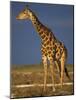 Giraffe Portrait at Sunset, Etosha Np, Nambia-Tony Heald-Mounted Photographic Print