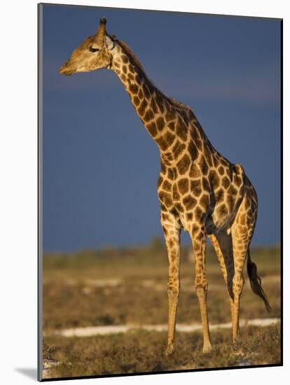 Giraffe Portrait at Sunset, Etosha Np, Nambia-Tony Heald-Mounted Photographic Print