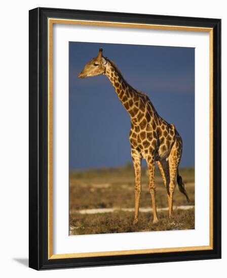 Giraffe Portrait at Sunset, Etosha Np, Nambia-Tony Heald-Framed Photographic Print