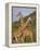 Giraffe, Sambura, Kenya, Africa-Robert Harding-Framed Premier Image Canvas