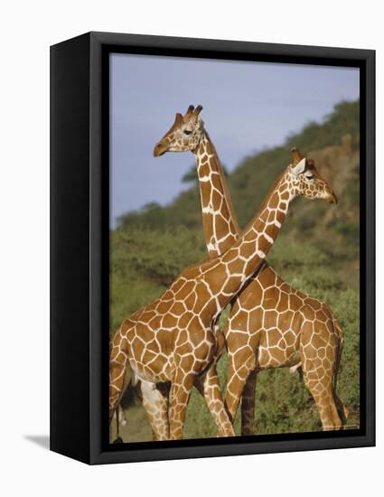 Giraffe, Sambura, Kenya, Africa-Robert Harding-Framed Premier Image Canvas