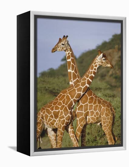 Giraffe, Sambura, Kenya, Africa-Robert Harding-Framed Premier Image Canvas