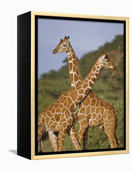 Giraffe, Sambura, Kenya, Africa-Robert Harding-Framed Premier Image Canvas