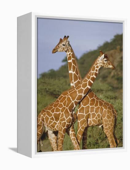 Giraffe, Sambura, Kenya, Africa-Robert Harding-Framed Premier Image Canvas