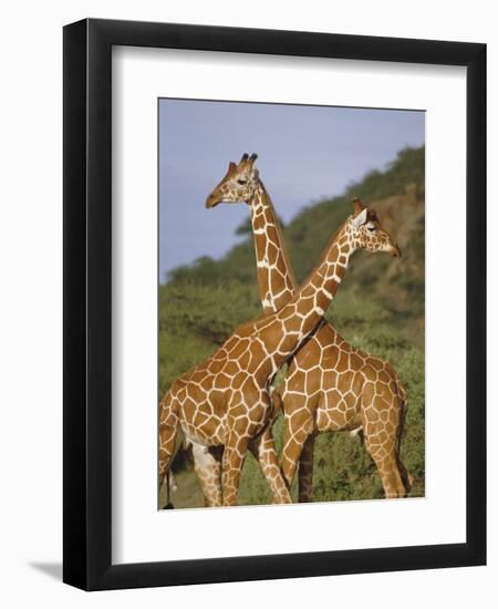 Giraffe, Sambura, Kenya, Africa-Robert Harding-Framed Premium Photographic Print