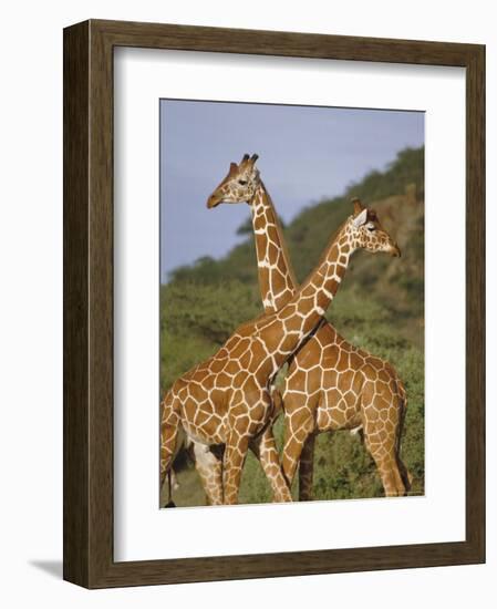 Giraffe, Sambura, Kenya, Africa-Robert Harding-Framed Photographic Print