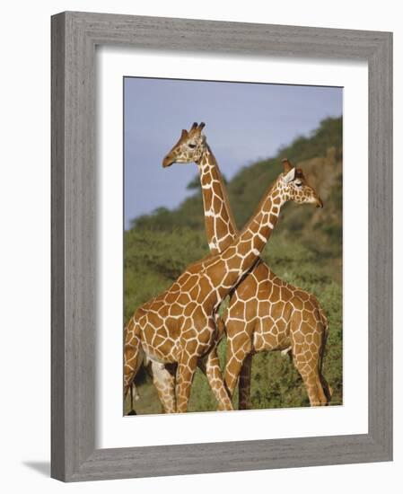 Giraffe, Sambura, Kenya, Africa-Robert Harding-Framed Photographic Print