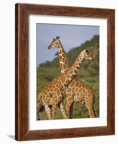 Giraffe, Sambura, Kenya, Africa-Robert Harding-Framed Photographic Print