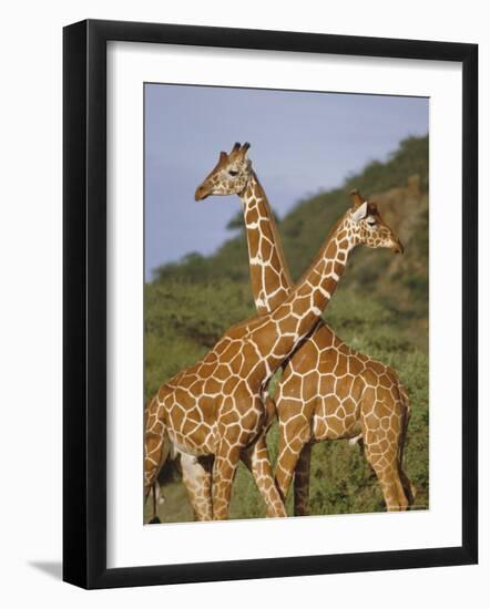 Giraffe, Sambura, Kenya, Africa-Robert Harding-Framed Photographic Print