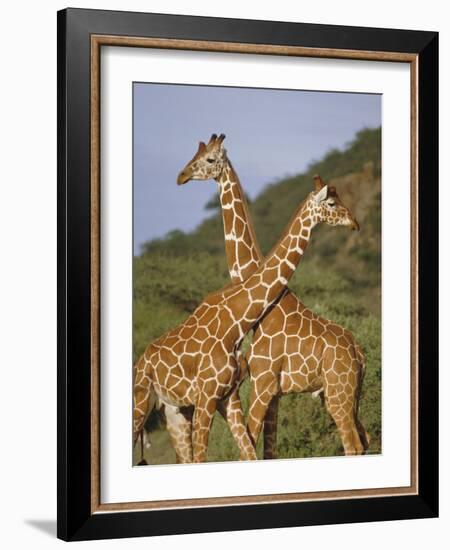 Giraffe, Sambura, Kenya, Africa-Robert Harding-Framed Photographic Print