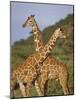 Giraffe, Sambura, Kenya, Africa-Robert Harding-Mounted Photographic Print