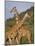 Giraffe, Sambura, Kenya, Africa-Robert Harding-Mounted Photographic Print