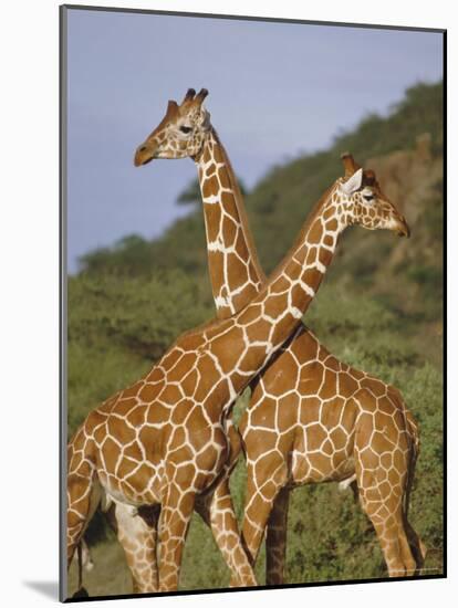 Giraffe, Sambura, Kenya, Africa-Robert Harding-Mounted Photographic Print
