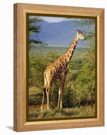 Giraffe, Samburu National Reserve, Kenya-Robert Harding-Framed Premier Image Canvas