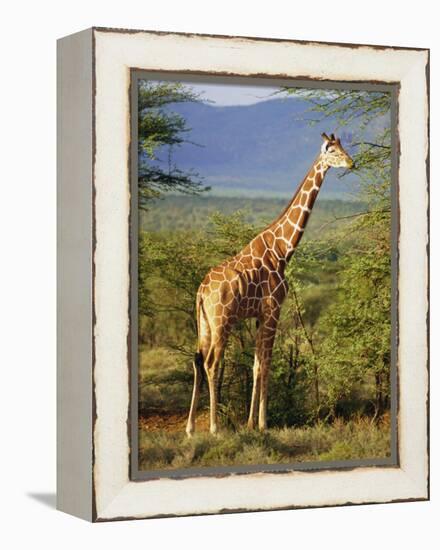 Giraffe, Samburu National Reserve, Kenya-Robert Harding-Framed Premier Image Canvas