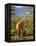 Giraffe, Samburu National Reserve, Kenya-Robert Harding-Framed Premier Image Canvas