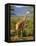 Giraffe, Samburu National Reserve, Kenya-Robert Harding-Framed Premier Image Canvas