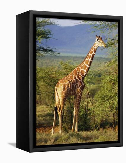 Giraffe, Samburu National Reserve, Kenya-Robert Harding-Framed Premier Image Canvas