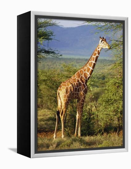 Giraffe, Samburu National Reserve, Kenya-Robert Harding-Framed Premier Image Canvas