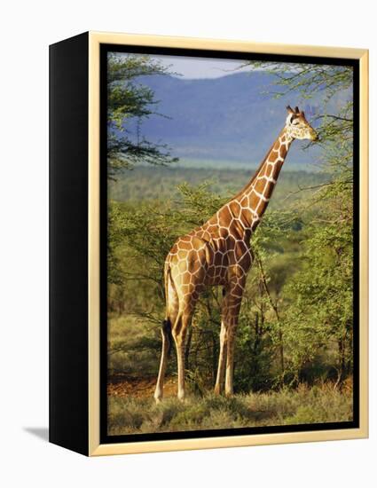 Giraffe, Samburu National Reserve, Kenya-Robert Harding-Framed Premier Image Canvas