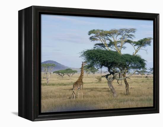 Giraffe, Serengeti National Park, Tanzania, East Africa, Africa-Robert Francis-Framed Premier Image Canvas