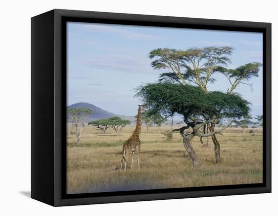 Giraffe, Serengeti National Park, Tanzania, East Africa, Africa-Robert Francis-Framed Premier Image Canvas