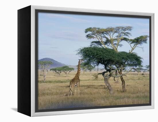 Giraffe, Serengeti National Park, Tanzania, East Africa, Africa-Robert Francis-Framed Premier Image Canvas