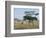 Giraffe, Serengeti National Park, Tanzania, East Africa, Africa-Robert Francis-Framed Photographic Print