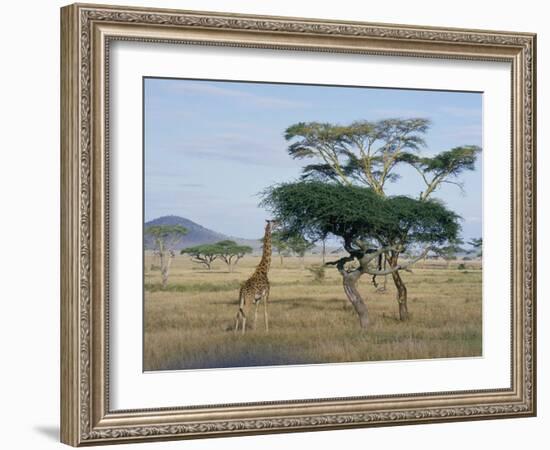 Giraffe, Serengeti National Park, Tanzania, East Africa, Africa-Robert Francis-Framed Photographic Print