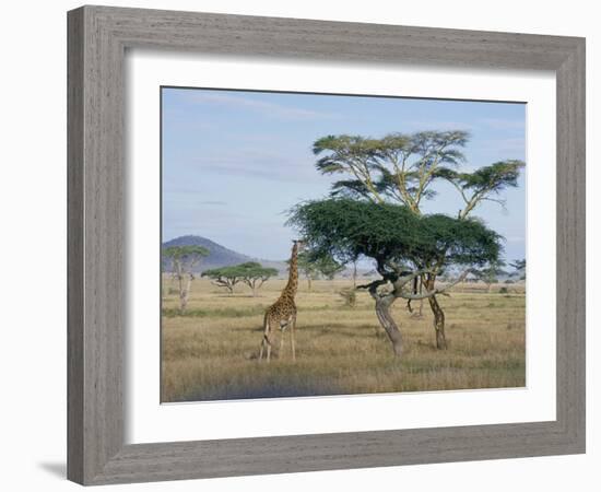 Giraffe, Serengeti National Park, Tanzania, East Africa, Africa-Robert Francis-Framed Photographic Print