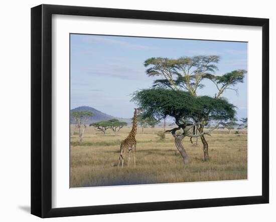 Giraffe, Serengeti National Park, Tanzania, East Africa, Africa-Robert Francis-Framed Photographic Print