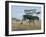 Giraffe, Serengeti National Park, Tanzania, East Africa, Africa-Robert Francis-Framed Photographic Print