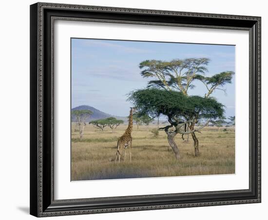 Giraffe, Serengeti National Park, Tanzania, East Africa, Africa-Robert Francis-Framed Photographic Print