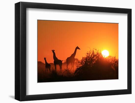 Giraffe Silhouette - African Wildlife Background - Beauty in Color and Freedom-Stacey Ann Alberts-Framed Photographic Print